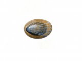 Blue-rayed Limpet Helcion pellucidum OS001