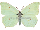 Brimstone Butterfly female (Gonepteryx rhamni) L0037