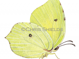 Brimstone Butterfly (Gonepteryx rhamni) L0033