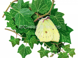 Brimstone Butterfly (Gonepteryx rhamni) L0039