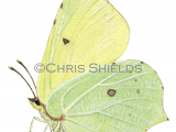 Brimstone Butterfly (Gonepteryx rhamni) L0040