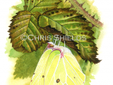 Brimstone Butterfly female (Gonepteryx rhamni) L0036
