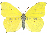 Brimstone Butterfly male (Gonepteryx rhamni) L0032