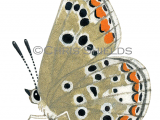 Brown Argus (female) Aricia agestis L0041