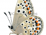 Brown Argus (male) Aricia agestis L0042