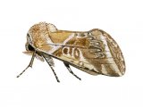 Buff Arches (Habrosyne pyritoides) IN002