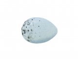 Bullfinch egg (Pyrrhula pyrrhula) BD0174