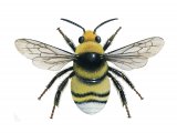 Bumblebee (White-tailed) (male) Bombus lucorum IN002