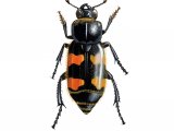Burying Beetle (Nicrophorus vespillo) IN001