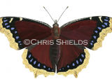 Camberwell Beauty (Nymphalis antiopa) L0047.