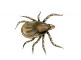 Castor Bean Tick (Ixodes ricinus) nymph OS010