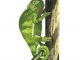 Chameleon (Chamaeleo chamaeleon) RA001