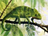 Chameleon (Chamaeleo chamaeleon) RA002