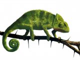 Chameleon (Chamaeleo chamaeleon) RA003