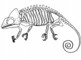 Chameleon Skeleton (Chamaeleo chamaeleon) RA003