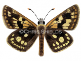 Chequered Skipper (Carterocephalus palaemon) L0048