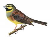 Cirl bunting (Emberiza cirlus) BD0284