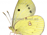 Clouded Yellow (Colias croceus) L0049