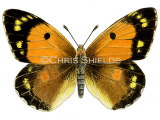 Clouded Yellow (female) Colias croceus L0051