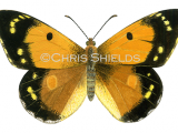 Clouded Yellow (female) Colias croceus L0053
