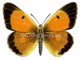 Clouded Yellow male (Colias croceus) L0052