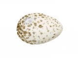 Coal Tit egg (Periparus ater) BD0178