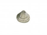 Cockle (Common) Cerastoderma edule OS001
