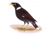 Collared Myna (Acridotheres albocinctus) B018