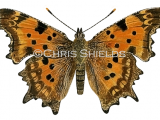 Comma (Polygonia c-album) L0054