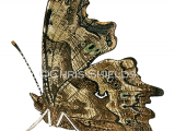 Comma (Polygonia c-album) L0055