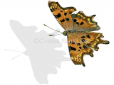 Comma (Polygonia c-album) IN003