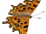 Comma (Polygonia c-album) L0057