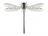 Damselfly (Common Blue) female (Enallagma cyathigerum) IN003