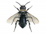 Common Mourning Bee (Melecta albifrons) IN001