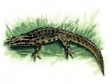 Common Newt (Triturus vulgaris) RA001