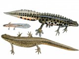 Common Newt (Triturus vulgaris) RA002