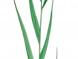 Common Reed (Phragmites australis) BT0125