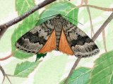 Copper Underwing (Amphipyra pyramidea) IN001