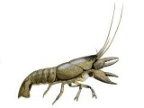 Crayfish (Austropotamobius pallipes) OS002