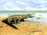 Crocodile (Crocodylus niloticus) RA001