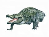 Crocodile (Crocodylus niloticus) RA002