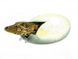Crocodile (Crocodylus niloticus) RA003