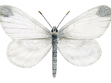 Cryptic Wood White male (Leptidea juvernica) L0058