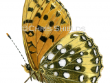 Dark Green Fritillary (Argynnis aglaja) L0063
