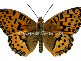 Dark Green Fritillary ( Argynnis aglaja) L0065
