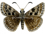 Dingy Skipper (Erynnis tages) L0059