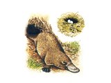 Duck-Billed Platypus (Ornithorhynchus anatinus) M001
