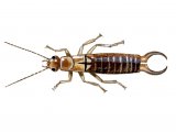 IN075 - Earwig (male) Forticula auricularia
