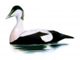 Eider Duck (Somateria mollissima) BD0303