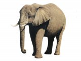 Elephant (African) Loxodonta Africana M003